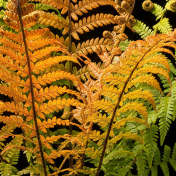 Dryopteris Jurassic Gold Fern Plant (3L Pot)