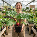 Rhubarb Victoria Plants