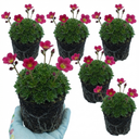 Saxifrage Marto Rose Hardy Alpine Evergreen Perennial Plants (Set of 3 or 6)