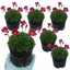 Set of 3 or 6 Saxifrage Marto Rose Hardy Alpine Evergreen Perennial Plants, Pink Rockery Ground Cover, Outdoor Garden Ready, 1 Litre Root-Ball