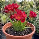 Freesia Red River Plants