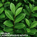 Prunus Novita Plant
