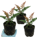 Japanese Shield Fern Dryopteris Erythrosora Prolifica Plants (Set of 3 or 6)