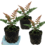 Set of 3 or 6 Japanese Shield Fern Dryopteris Erythrosora Prolifica, Hardy Shade Perennial Plants, 1 Litre Root Ball