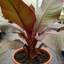 1 Ensete Maurelii Red Abyssinian Banana Plant, Exotic Tropical Garden Perennial, 19cm Root Ball
