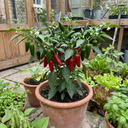 Jalapeno Variety Plants (Set of 3 or 6)
