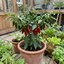 Set of 3 or 6 Large Chilli Pepper Plants - Jalapeno Variety, Ready to Plant in Your Garden