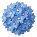 Delphinium Pacific Giants Blue Bird Plants (Set of 3 or 6)