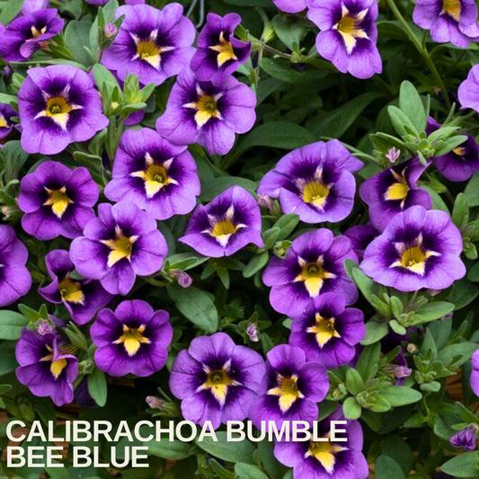 Purple calibrachoa flowers each with a bold yellow star-shaped throat, caption text overlaid