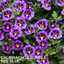 Set of 3 or 6 Large Plants - Calibrachoa Bumble Bee Blue, Outdoor Garden Ready