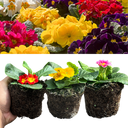 Primrose Growers Selection Plant