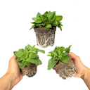 Petunia Surfinia Hot Pink Plants (Set of 3 or 6)