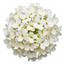 Set of 3 or 6 Large Plants - Arabis Aubris White, Ready to Plant in Your Garden, 1L