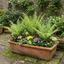 Set of 3 or 6 Soft Shield Fern Polystichum Setiferum Plants, Hardy Evergreen Shade Loving Perennial Ferns, Outdoor Garden Ready, 1 Litre / 11cm Root-Ball