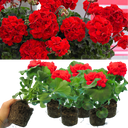 Geranium Toscana Mylena Plants (Set of 3 or 6)