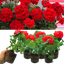 Set of 3 or 6 Large Plants - Geranium Toscana Mylena, Ready to Plant in Your Garden