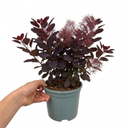 Cotinus Royal Purple Plant (3L Pot)