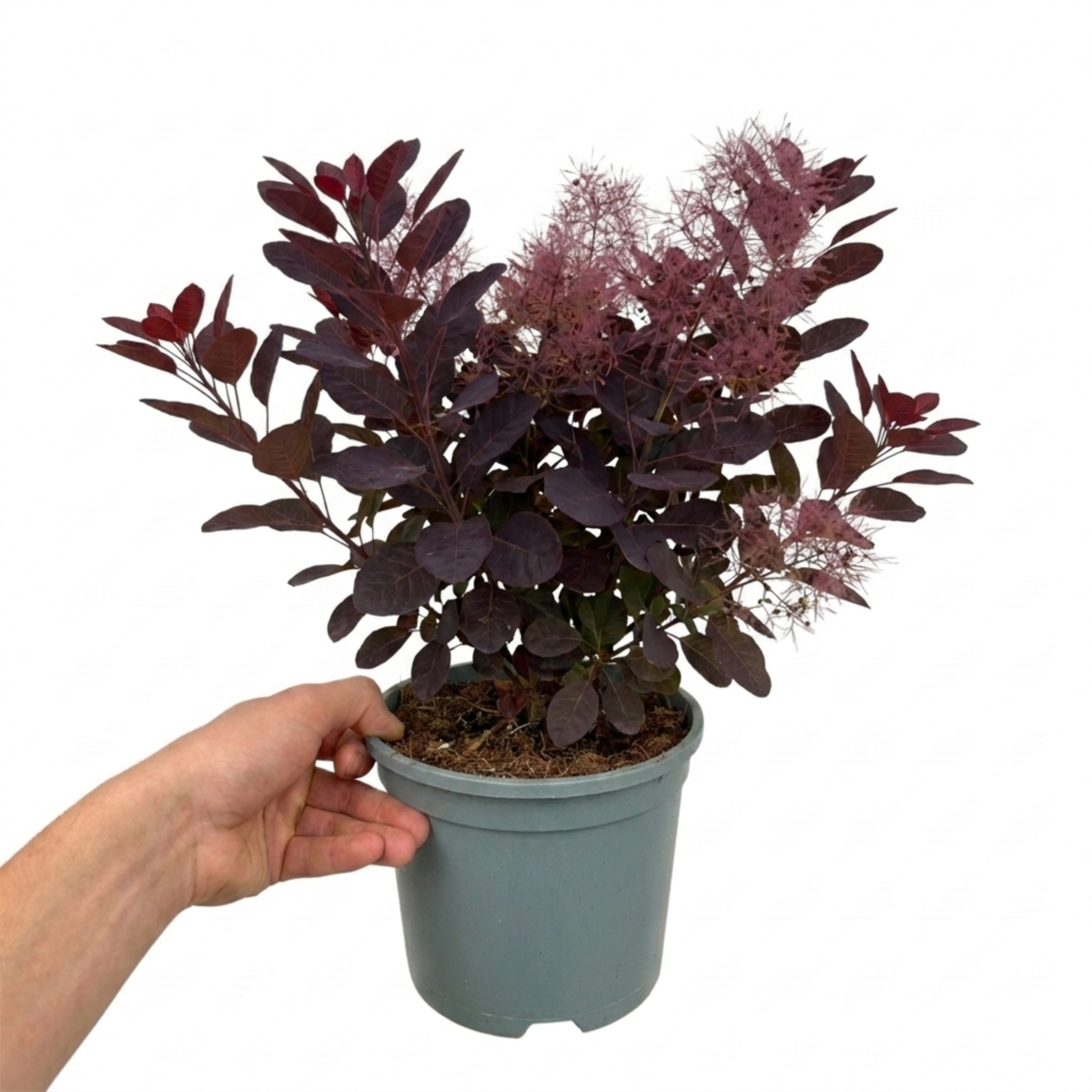 Cotinus coggygria 'Royal Purple' (Smoke Bush) – Deciduous Shrub (3L Pot)
