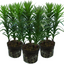 Set of 3 or 6 Large Garden Lily Plants - Asiatic Lily Yellow, Ready to Plant in Your Garden