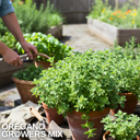 Oregano Growers Mix Plant