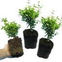 Euonymus Emerald Gold Plants (Set of 3 or 6)