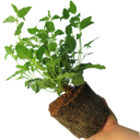 Cistus Corbariensis Plant