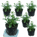 Lobelia Upright Sweet Springs White Plants (Set of 3 or 6)