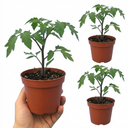 Tomato Gardeners Delight Variety Plants (Set of 3 or 6)