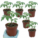 Tomato Supersteak Variety Plants (Set of 3 or 6)