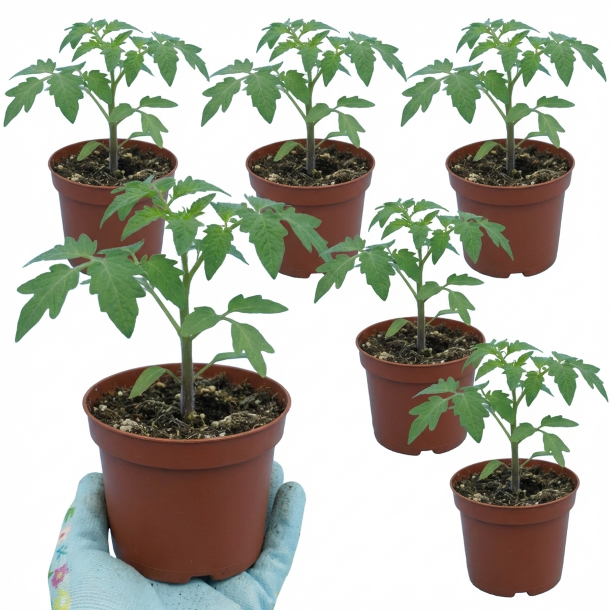 Tomato 'Supersteak' – Beefsteak Cordon Tomato (Set of 3 or 6)