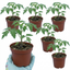 Tomato Supersteak Variety Plants (Set of 3 or 6)