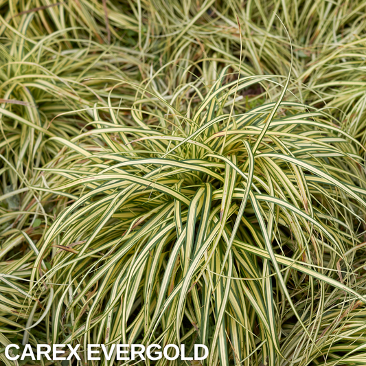 Carex oshimensis 'Evergold' (Japanese Sedge) – Evergreen Ornamental Grass (2L Pot)