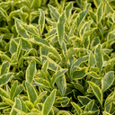 Ligustrum Argenteum Plant (2L Pot)