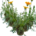 Gazania Kiss Orange Flame Plants (Set of 3 or 6)