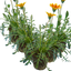 Set of 3 or 6 Large Plants - Gazania Kiss Orange Flame, Ready to Plant in Your Garden
