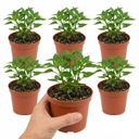 Sweet Pepper Snack Orange Plants (Set of 3 or 6)