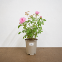 3Ltr Pink Patio Rose Bush, Outdoor Garden Ready, Pots