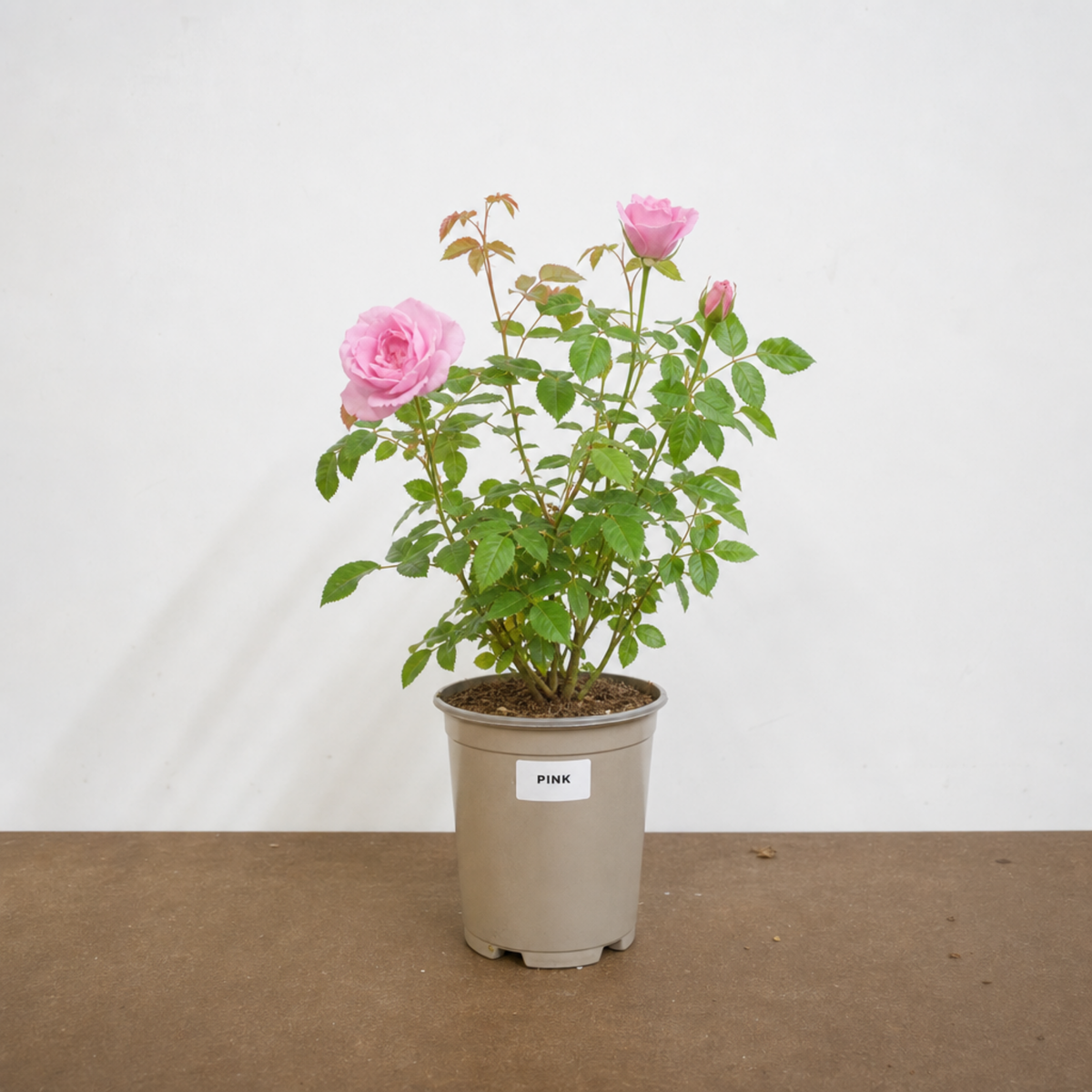 Patio rose with soft pink double blooms and green foliage in a taupe nursery pot, labelled PINK