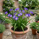 Freesia Delta River Plants