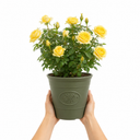 3Ltr Patio Rose Bush, Nursery Pots, Garden Ready