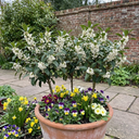 Osmanthus Burkwoodii Plants (Set of 3 or 6)