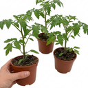Tomato Growers Selection Variety Plants (Set of 3 or 6)