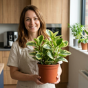 3 Live Houseplants Plant (1L Pot)