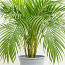 Areca Palm Plants