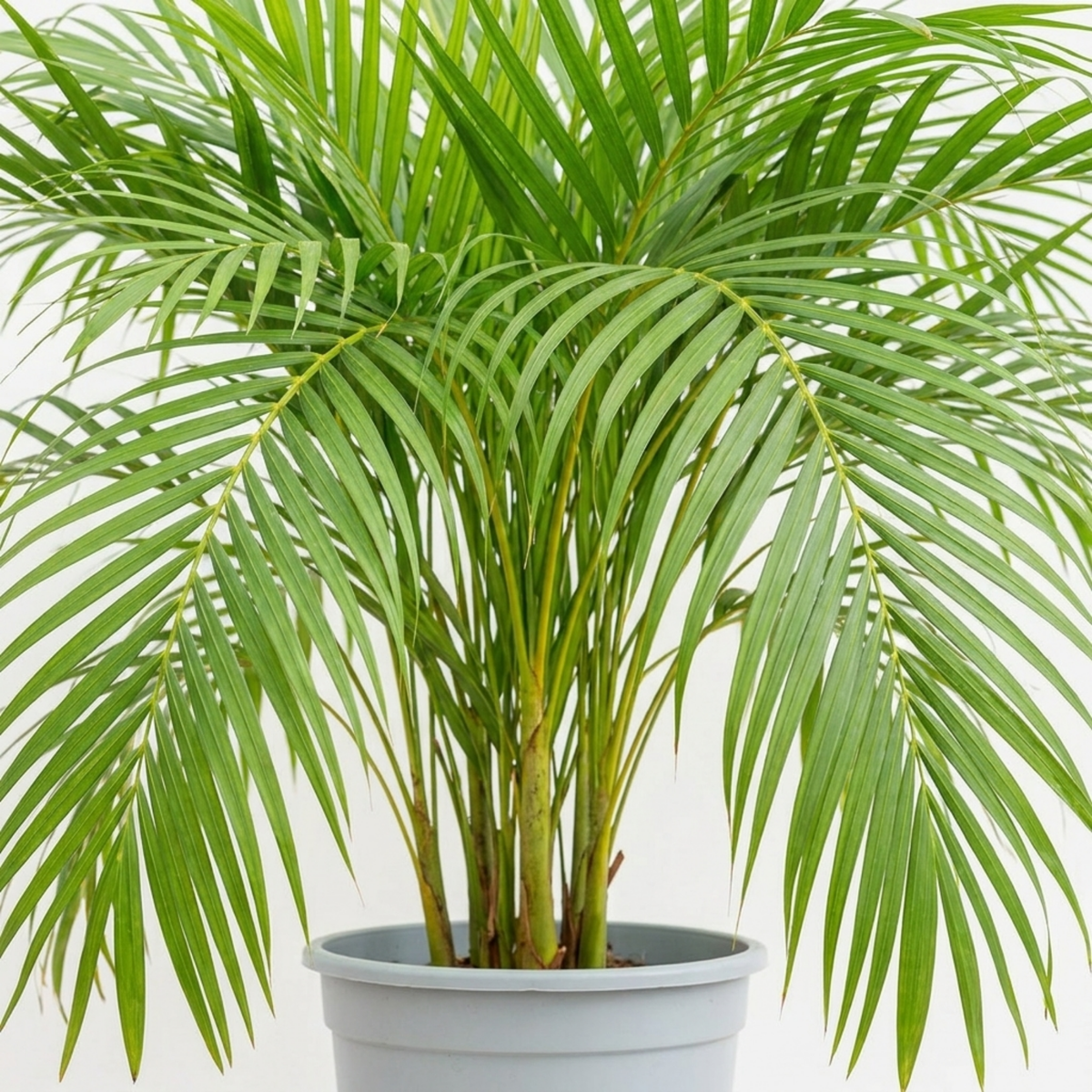 Areca palm with feathery arching green fronds on clustered stems in a grey pot