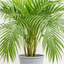 1 Areca Palm Houseplant (Dypsis Lutescens), Indoor Tropical Butterfly Palm, 19cm Root Ball