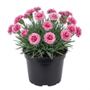 Cottage Pinks Dianthus Sugar Raspberry Plants