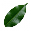 Ficus Danielle Weeping Fig Indoor Plants