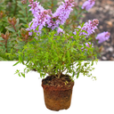 1 Large, Garden Ready Plant - Hebe Mrs Winder (Shrubby Veronica), 17cm / 2L Pot