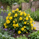 Begonia Non Stop Mocca Yellow Plant (5L Pot)